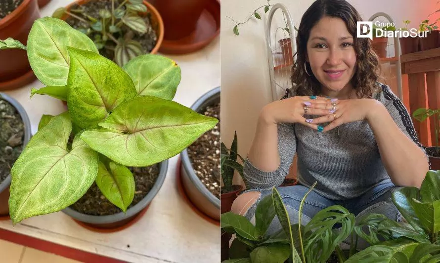 Hojitas Verdes, el negocio valdiviano para los amantes de las plantas 